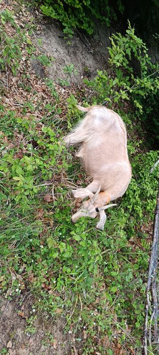 Capră de un an jumate foarte bună de lapte din mamă foarte bună de lapte