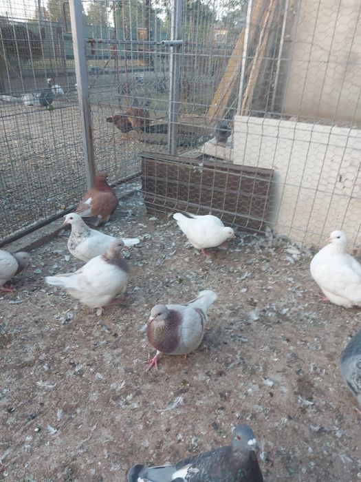 Porumbei Texani 2023