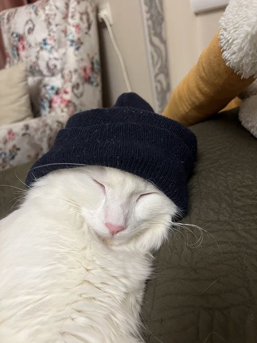 Котик ищет любящий дом