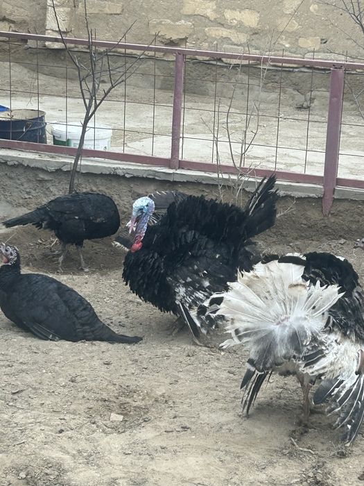 Еркек индюктер сатылады