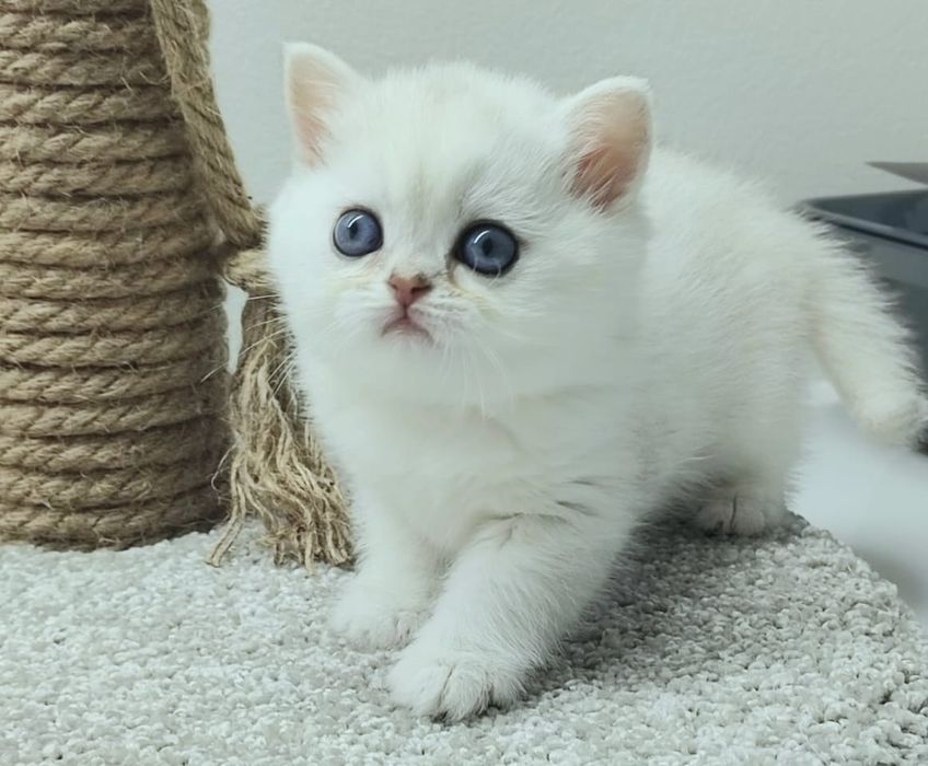 Британские коТята