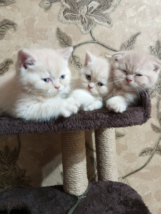 Британцы:Скотиш Фолд