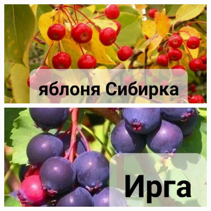 Декоративные кустарники и деревья