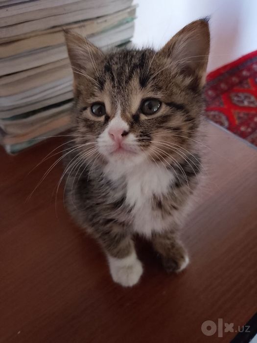 Домашний котенок мальчик отдам в хорошие руки