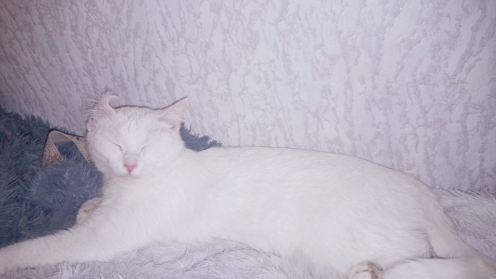 Кошечка белая, красивая