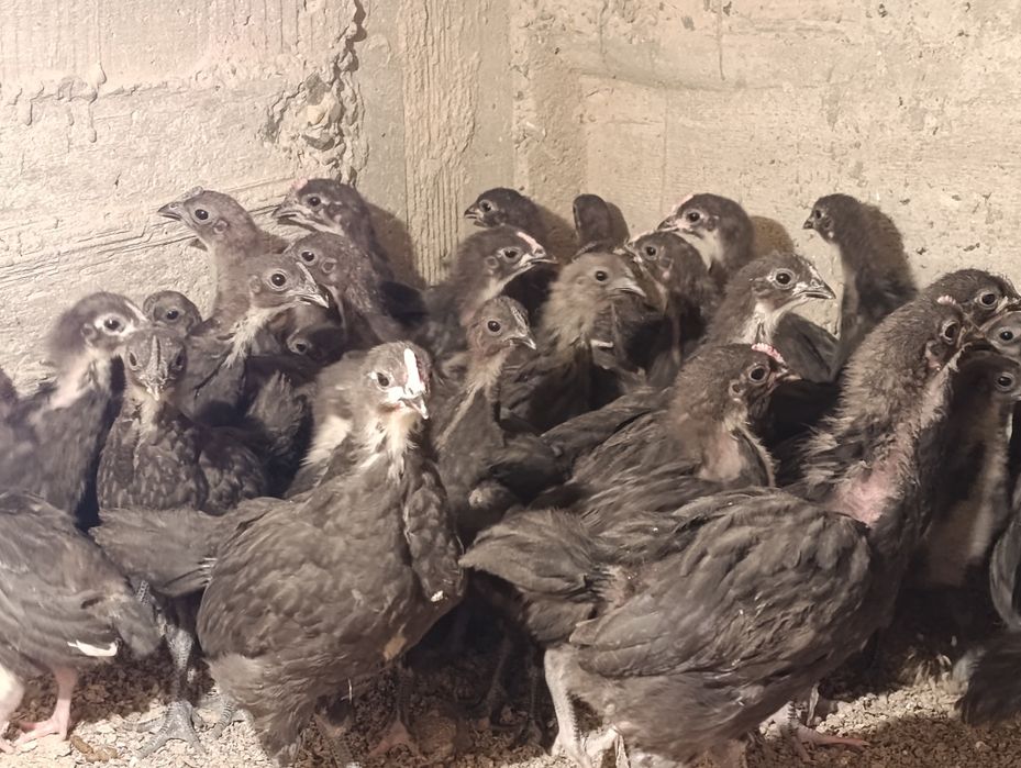 Австролорп зотли гўшт ва тухум йўналишидаги товуқ жўжалари сотилади