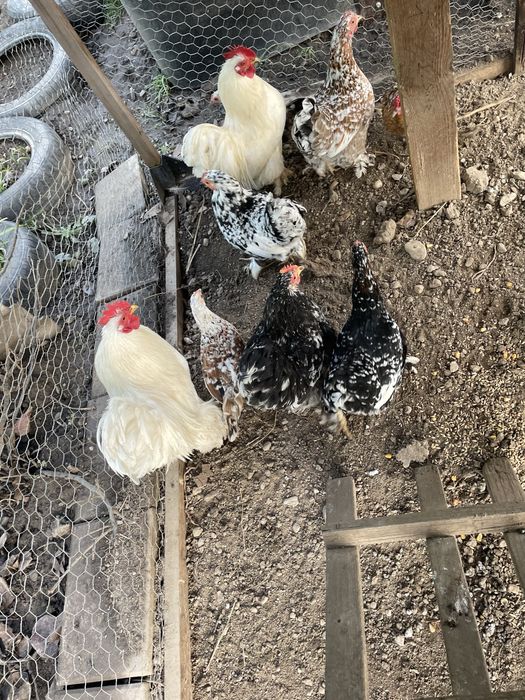 Vand gaini americane