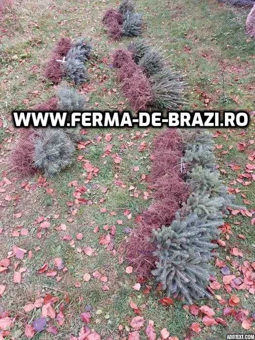 Pachet 1000 buc. puieti Infiintare Plantatie Pomi Craciun-10 specii