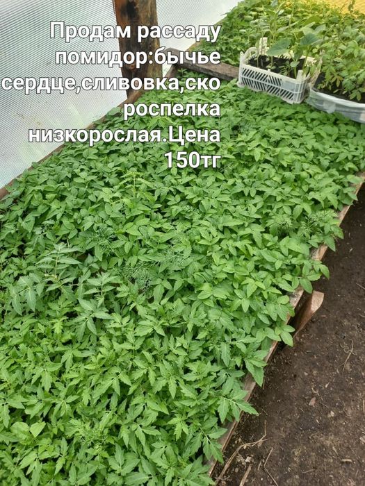 Продам рассаду...