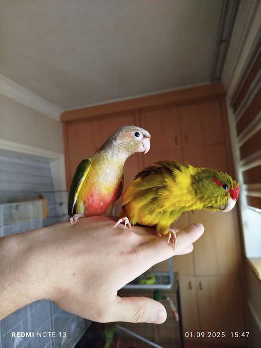 Ручной попугай перрура