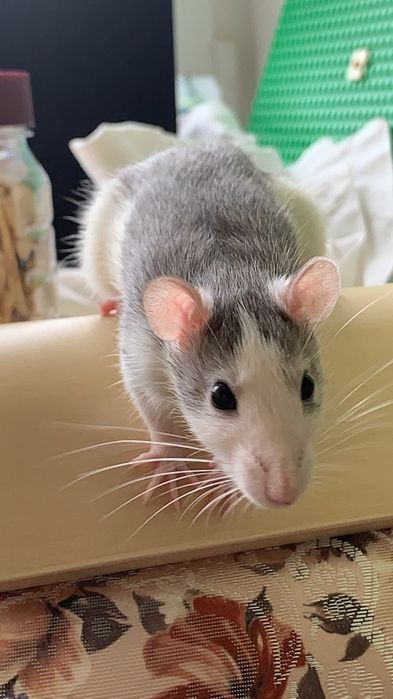 Продам клетку с 2 крысами