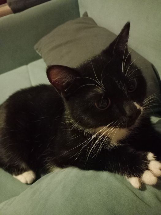 Отдам даром кошечку