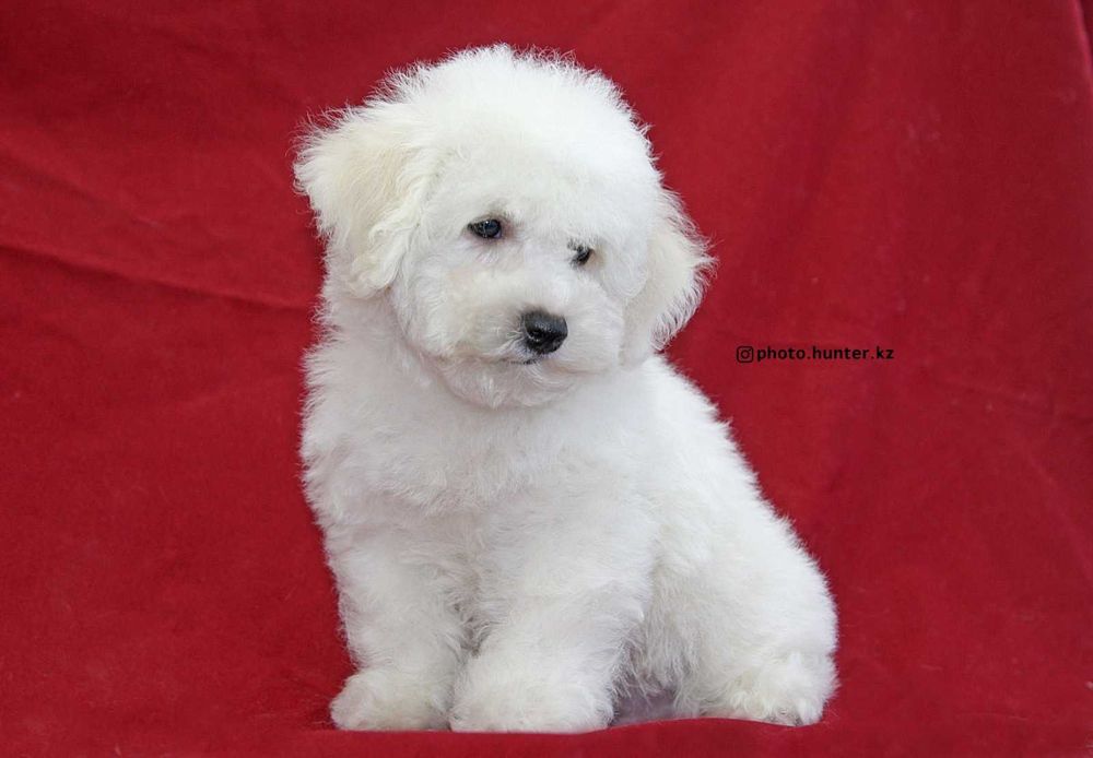 Щенки бишон фризе