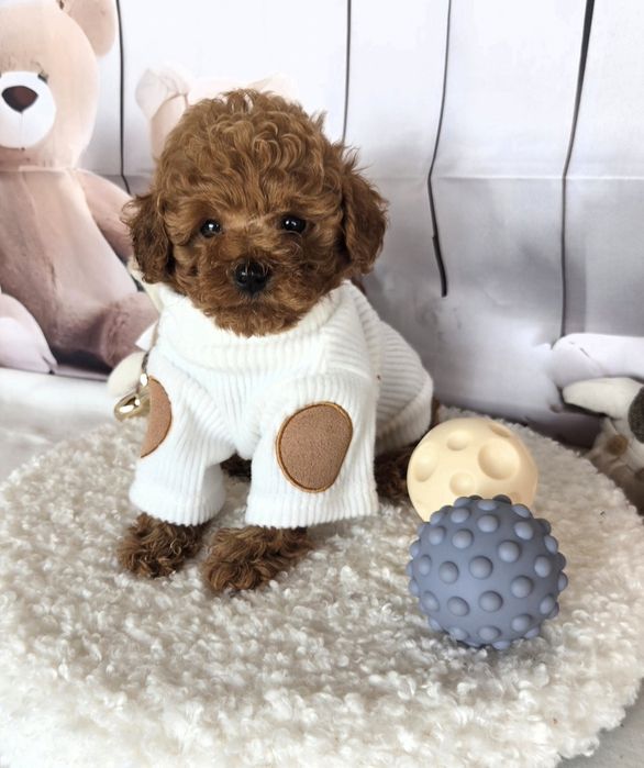 Пудел той /Poodle toy с родословие