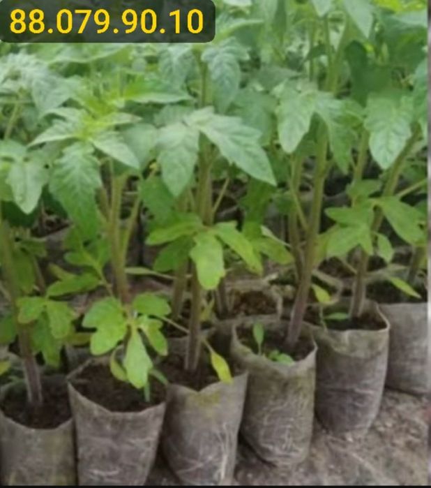 БИОГУМУС, [BIOGUMUS]  Sifat kafolati 1 urinda