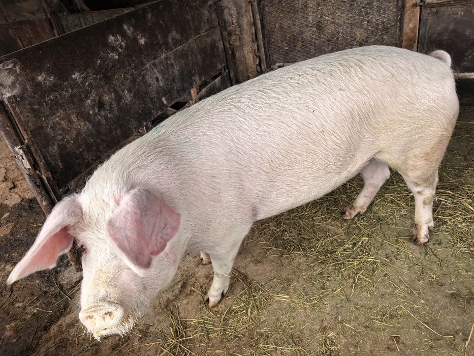 Продавам домашно угоено прасе