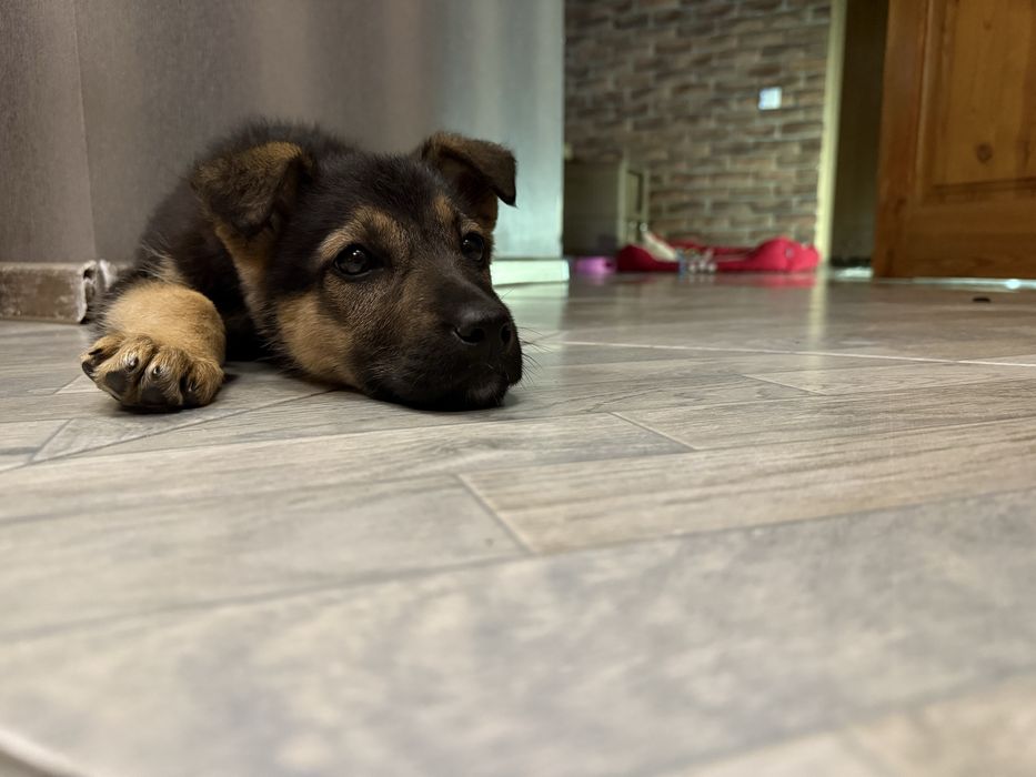 Собака ( щенок девочка )