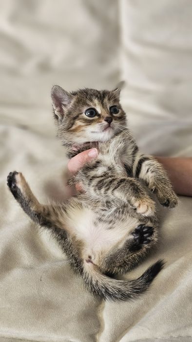 Отдам даром котят