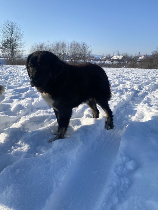 Pui de casa disponibili