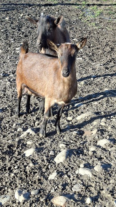 Vând capra Alpina franceză, foarte bună de lapte!