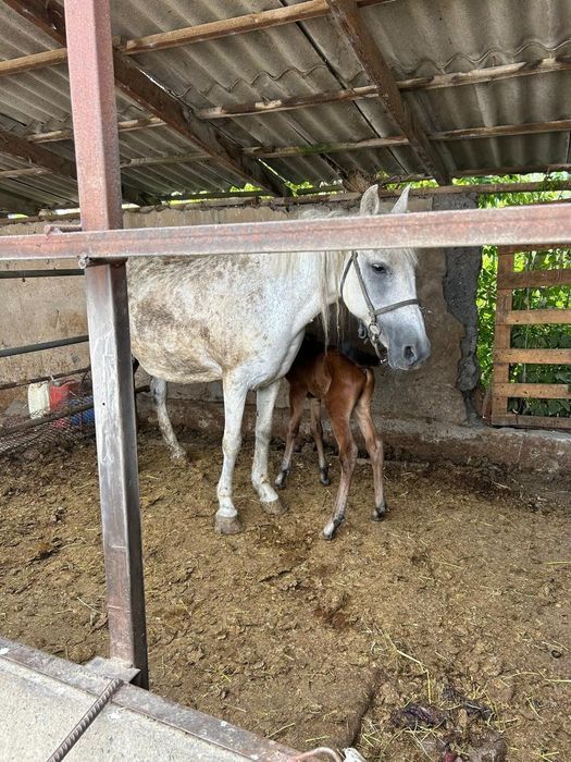 Продам кобылу с жеребенком