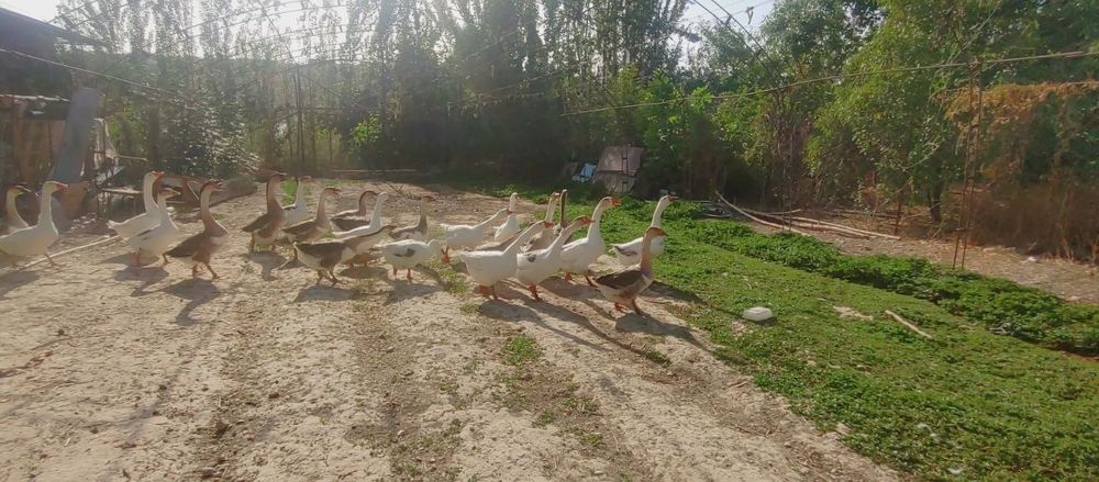 Гуси породы Пекин и Линда.