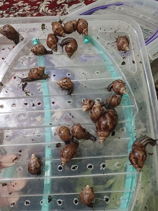 5 6 sm Ulitka Fulika Panterkalar sotiladi