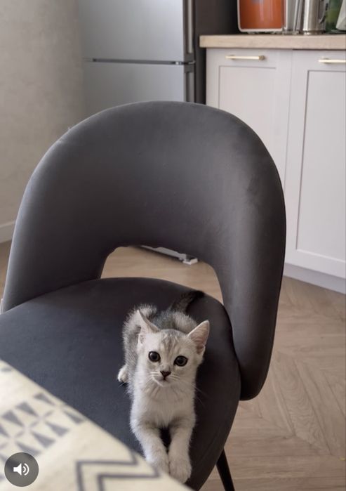 Котенок шиншила серебристый