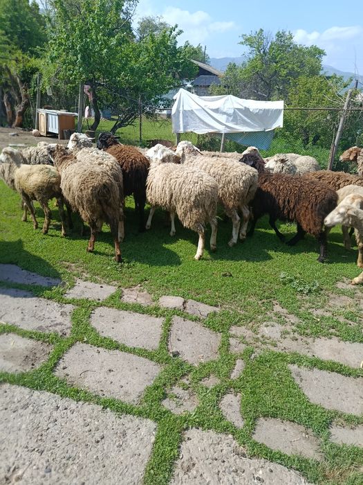 В продажи Жирных Баран.