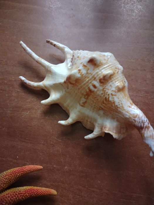 Ракушки и звезда,за все 4000