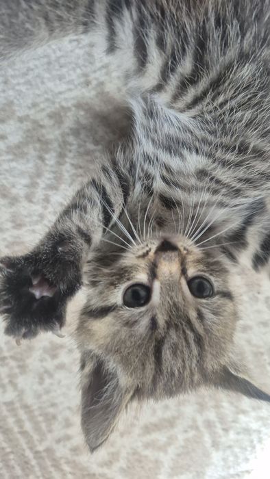Отдам котят бесплатно