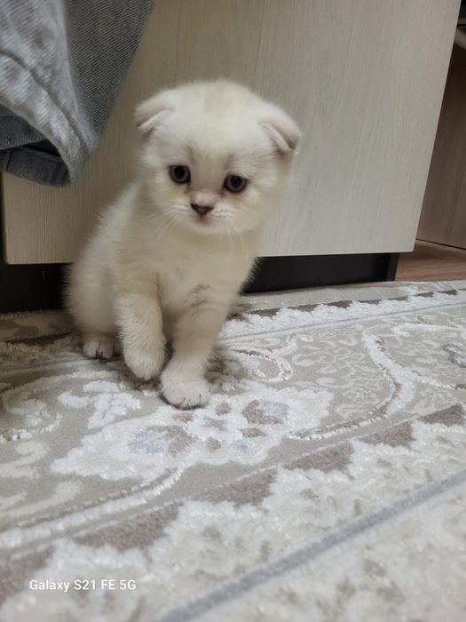 продам шотландский  котёнка