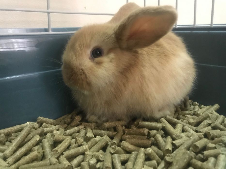 KARLIK dekarativniy quyon