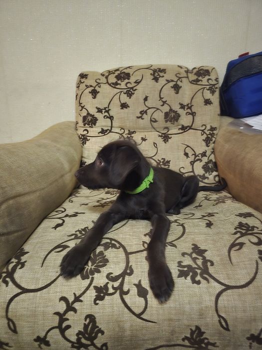 Kuchuk sotiladi parodasi Dobermen