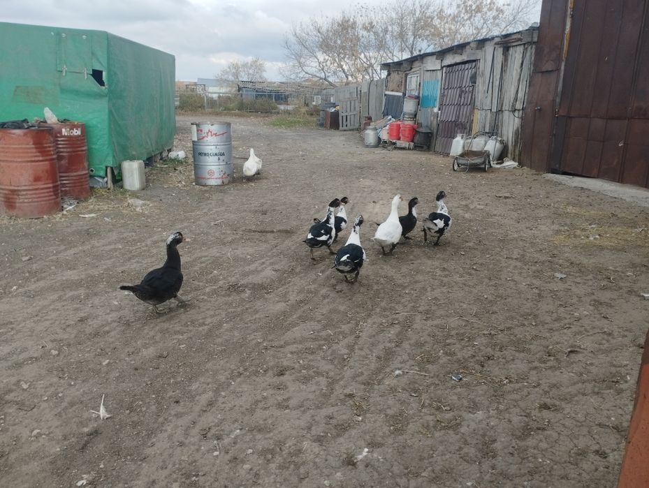 Продам индоуток .