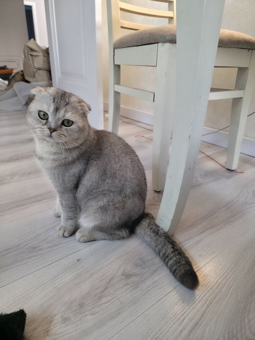 Шотладский серебристый веслоухий скотиш с паспортом