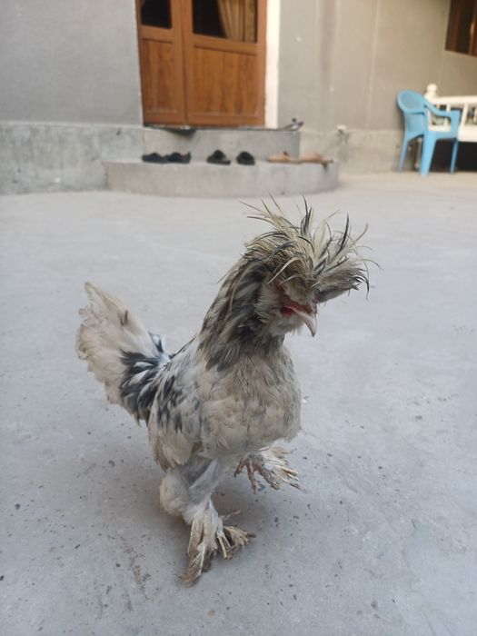 Карес японка хурозлари сотилади