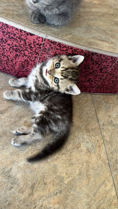 Mushuk sotiladi srochna annig omoxchi bosela tel qilila .