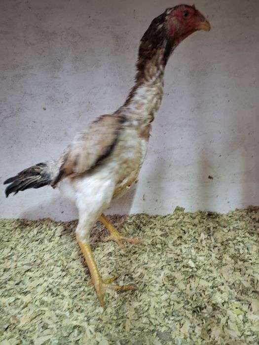 Дакан курица несётся