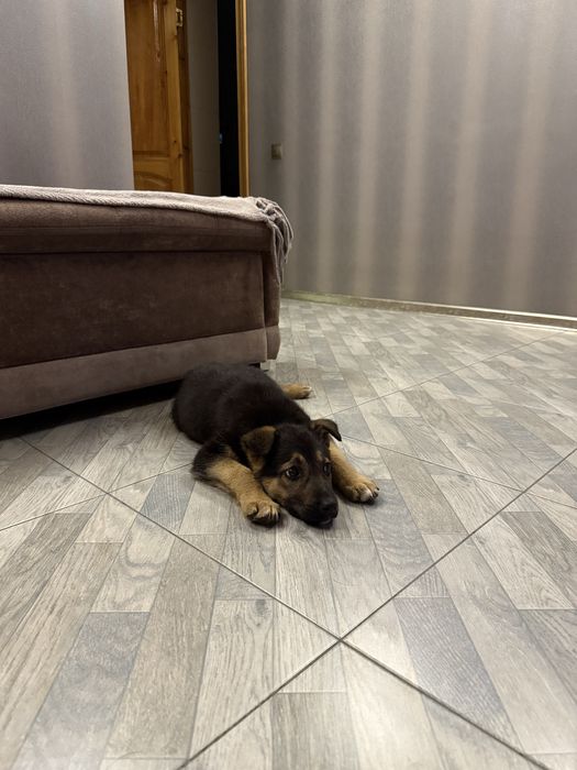 Собака ( щенок девочка )