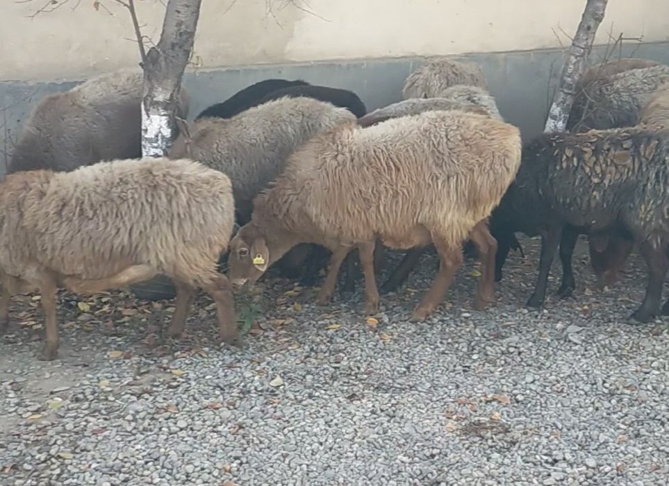 Ешкі қойлар сатыдады