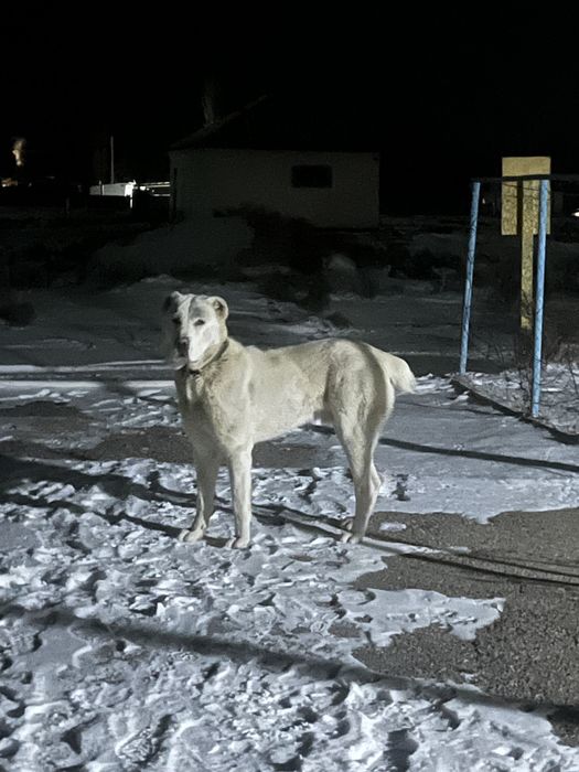 Алабай 1.5жасар еркек