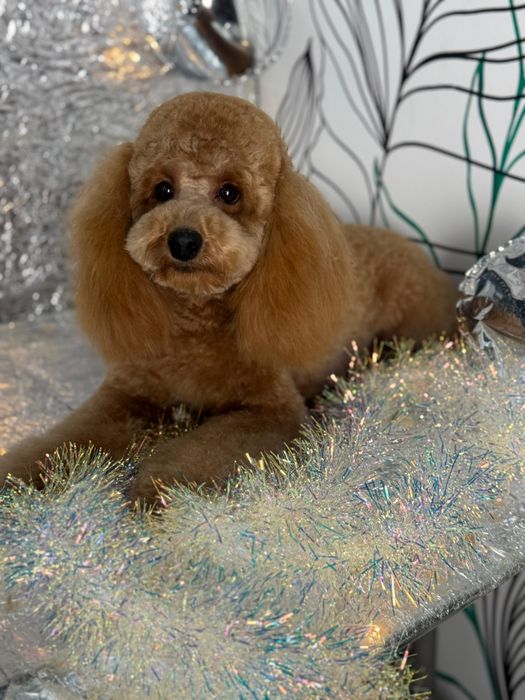 Собачка, той-пудель