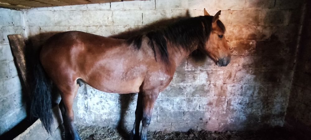 Продам лошадей с откорма, 3 летка и 2 летка