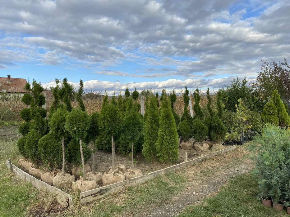 Laur Englezesc 50-70 cm Photina Red Robin / Leylandii / Gard viu