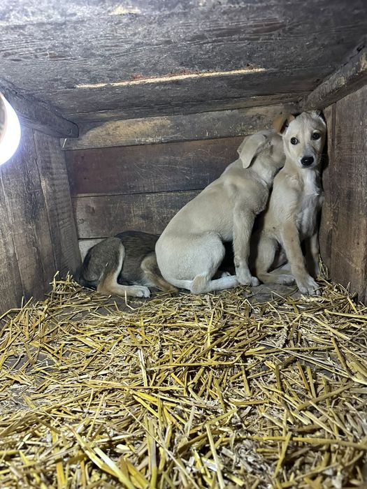 Щенки месяца четыре.