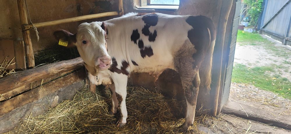 Vând vițel de 5 luni
