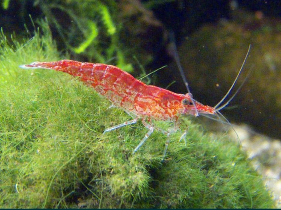 Аквариумные криветки вишни