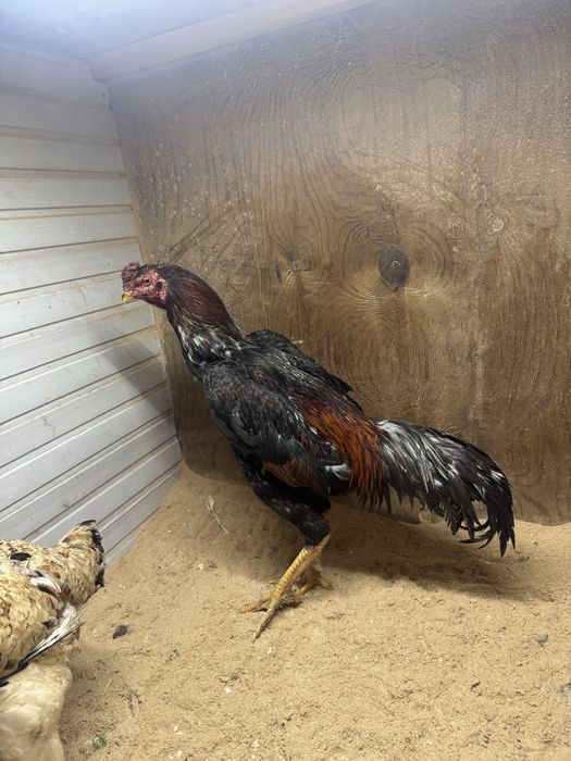 хороз сотиладии