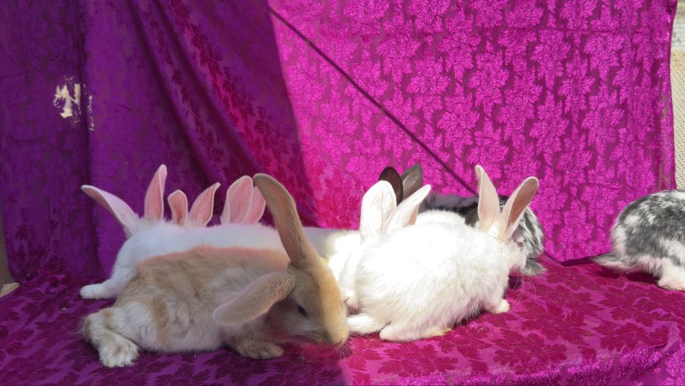 Quyonlar sotiladi 10 ta